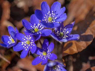 Hepatica acutiloba <br>SHARP LOBED HEPATICA, LIVERWORT