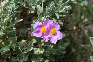 Cistus incanus tauricus <br>TAURIC ROCK ROSE, HOARY ROCK ROSE