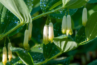 Polygonatum latifolium <br>SOLOMON'S SEAL BROAD-LEAVED, COMPACT