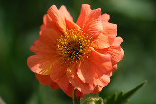 Geum coccineum <br>AVENS 'KOI'