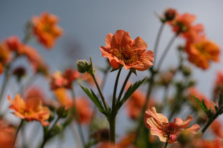 Geum coccineum <br>AVENS 'KOI'