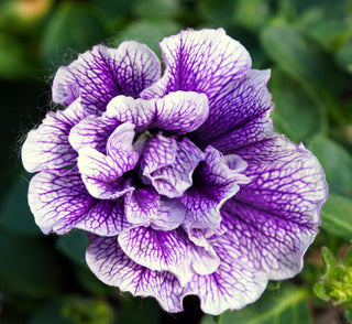 Petunia <br>PETUNIA CASCADING DOUBLE MIX