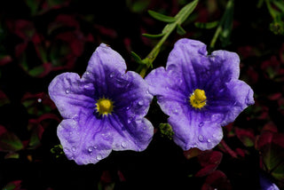 Petunia <br>VIOLET-BLUE PETUNIA LIMBO