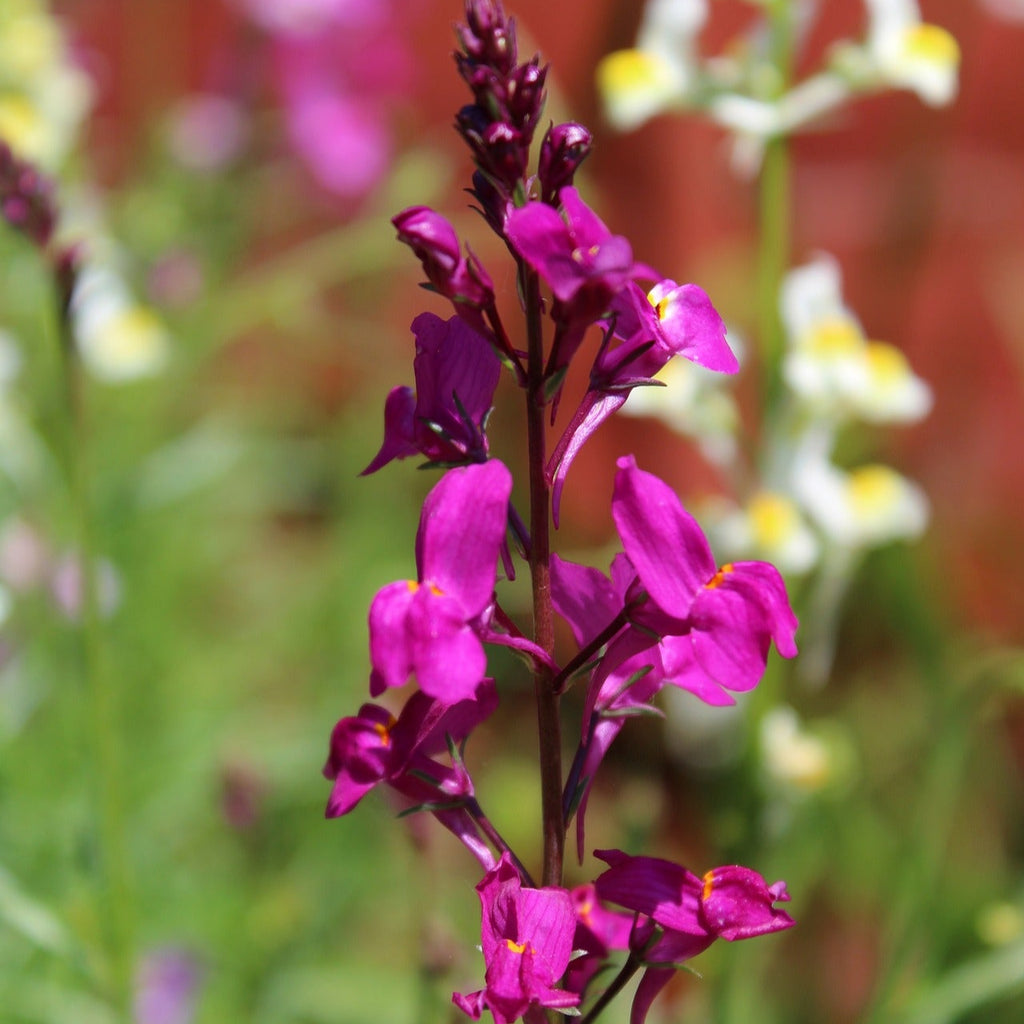 Linaria maroccana TOADFLAX SNAPDRAGON FAIRY BOUQUET MIX – Ferri Seeds