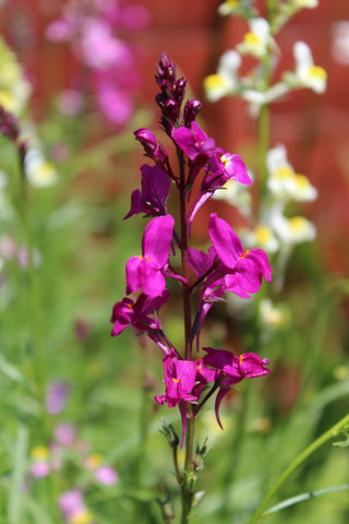 Linaria maroccana <br>TOADFLAX SNAPDRAGON FAIRY BOUQUET MIX