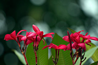 Plumeria rubra <br>PLUMERIA JAPANESE LANTERN