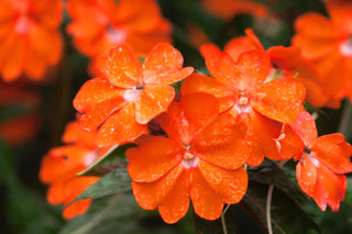 Impatiens hawkeri <br>NEW GUINEA IMPATIENS 'ORANGE SWEET'