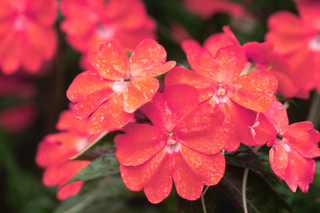 Impatiens walleriana <br>IMPATIENS 'XTREME SALMON'