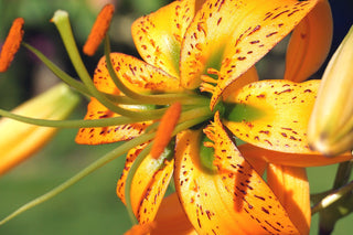 Lilium superbum <br>TIGER LILY