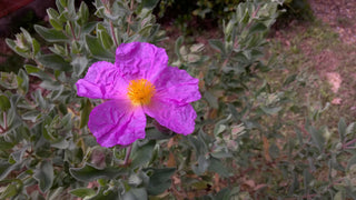 Cistus incanus tauricus <br>TAURIC ROCK ROSE, HOARY ROCK ROSE