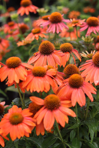 Echinacea hybrida <br>SOFT ORANGE ARTISAN CONEFLOWER