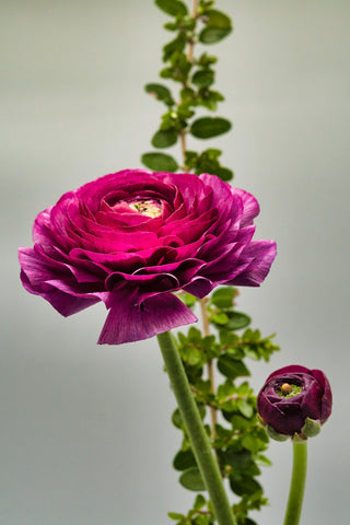 Ranunculus mache <br>TALL RANUNCULUS CUTFLOWER MIX