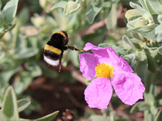 Cistus incanus tauricus <br>TAURIC ROCK ROSE, HOARY ROCK ROSE