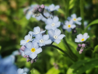 Myosotis scorpioides, Myosotis palustris <br>TRUE FORGET ME NOT, WATER FORGET ME NOT