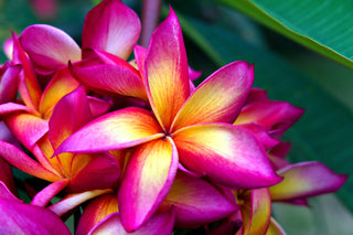Plumeria rubra <br>PLUMERIA DEEP-MAGENTA & YELLOW