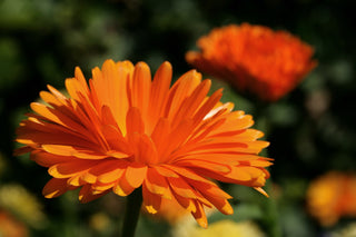 Calendula officinalis <br>COMPACT DOUBLE CALENDULA, POT MARIGOLD