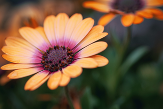 Dimorphotheca sinuata <br>AFRICAN DAISY SALMON