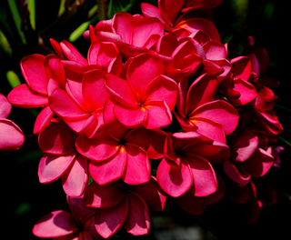 Plumeria rubra <br>PLUMERIA MIX