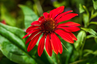 Echinacea purpurea <br>CONEFLOWER SCARLET RED SHADES