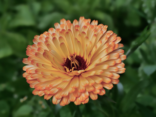 Calendula officinalis <br>COMPACT DOUBLE CALENDULA, POT MARIGOLD