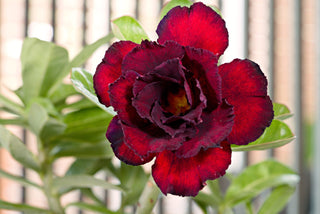 Adenium obesum <br>SHOWY MIX DESERT ROSE, IMPALA LILY