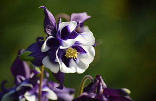 Aquilegia vulgaris <br>DOUBLE DWARF COLUMBINE MIX