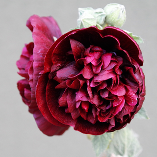 Alcea rosea <br>DOUBLE CHESTNUT-BROWN HOLLYHOCK