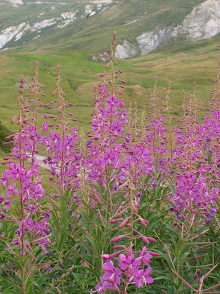 Epilobium augustifolium <br>FIREWEED