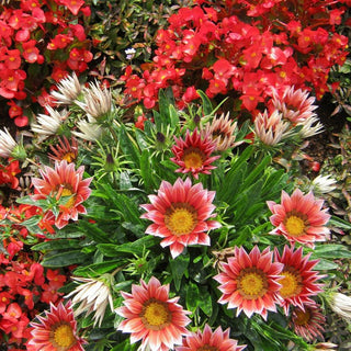 Gazania ringens <br>GAZANIA MIX