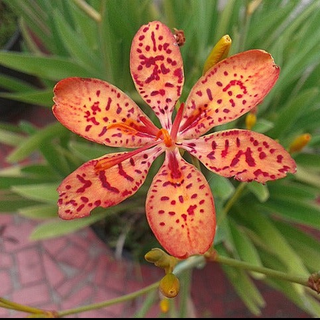 Belamcanda chinensis <br>BLACKBERRY LILY, LEOPARD FLOWER