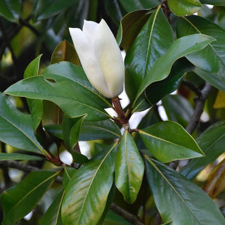 Stewartia malacondendron <br>SILKY CAMELIA, VIRGINIA STEWARTIA