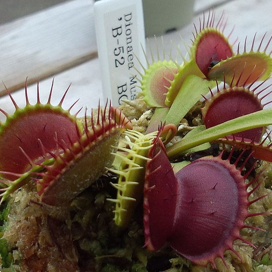 Dionaea muscipula VENUS FLYTRAP GIANT 'B52' – Ferri Seeds