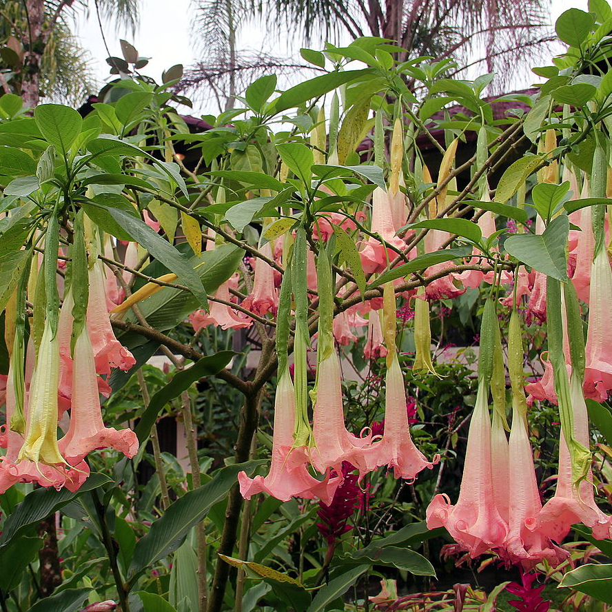 Brugmansia ANGEL S TRUMPET ECUADOR PINK Ferri Seeds
