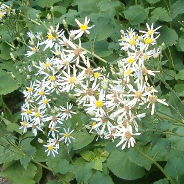 ASTER BIG LEAF Aster macrophyllus macrophylla – Ferri Seeds