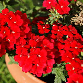 Verbena hybrida <br>VERBENA MIX