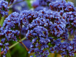 Limonium sinuatum <br>STATICE QIS DARK BLUE