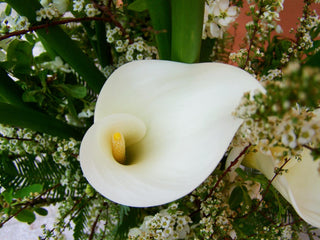 Zantedeschia aethiopica <br>WHITE GODDESS CALLA LILY, ARUM