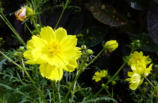 Cosmos sulphureus <br>COSMOS LEMON-YELLOW DWARF