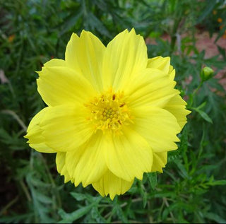 Cosmos sulphureus <br>COSMOS LEMON-YELLOW DWARF