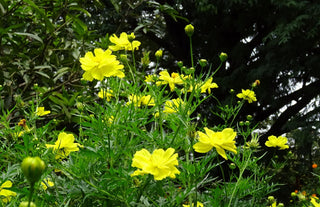 Cosmos sulphureus <br>COSMOS LEMON-YELLOW DWARF