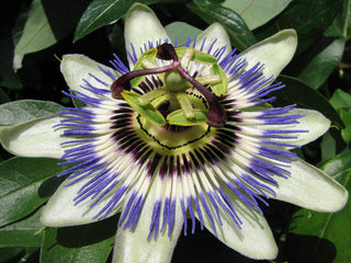 Passiflora caerulea <br>HARDY BLUE PASSION FLOWER