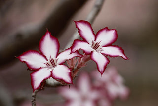 Adenium obesum <br>SHOWY DESERT ROSE, IMPALA LILY MIX HYBRIDS