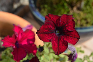 Petunia <br>PETUNIA WAVE BURGUNDY