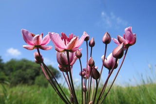 Butomus umbellatus <br>FLOWERING RUSH