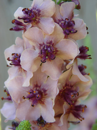 Verbascum phoeniceum <br>TEMPTRESS FLOWER MIX, MULLEIN
