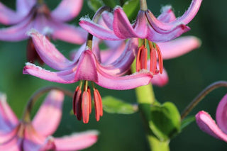 Lilium martagon <br>PINK TURK'S CAP LILY, MICHIGAN LILY