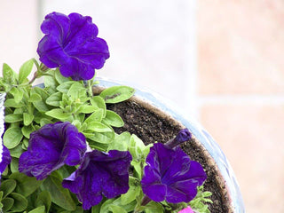 Petunia <br>PETUNIA ALDERMAN