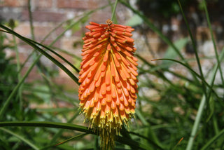 Kniphofia rooperi <br>RED HOT POKER