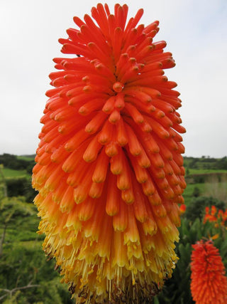 Kniphofia caulescens <br>RED HOT POKER