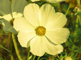 Cosmos pibinnatus <br>COSMOS 'LEMONADE'